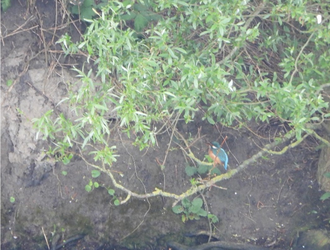 IJsvogel (Zevenhuizerplas). Foto van Jikke Lont.